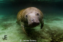 Manatee, Crystal River, FL
Canon 7D, Tokina 10-17mm, Nau... by James Emery 